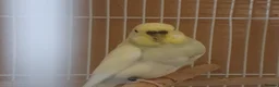 Budgerigars birds for sale: Young and adult budgies  - Advert 3