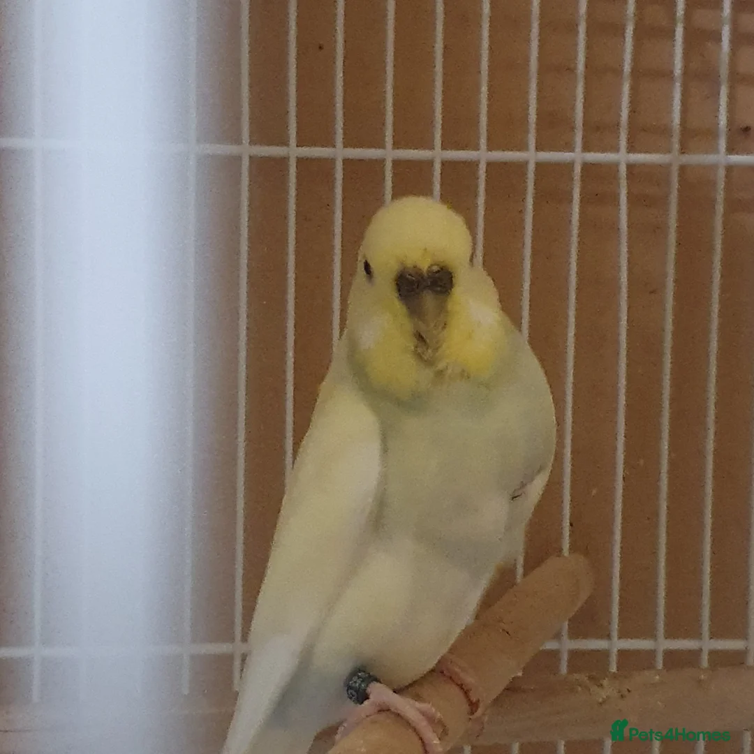 Budgerigars birds for sale: Young and adult budgies  - Advert 3