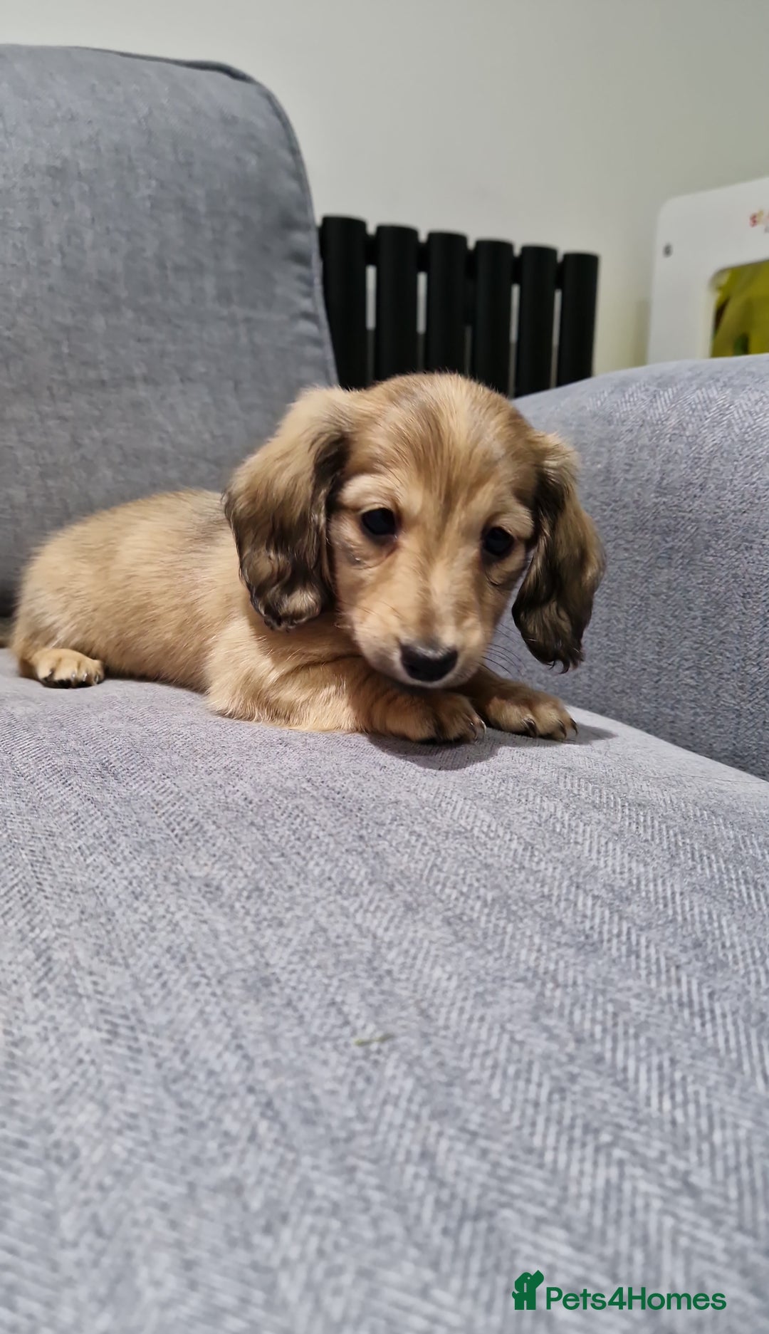 Miniature Dachshund dogs for sale: 🩷LAST GIRL🩷Shaded Cream,Long Hair,Mini Dachshund - Advert 25
