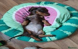 Dachshund dogs for sale: Miniature short hair daschund puppies  - Image 3