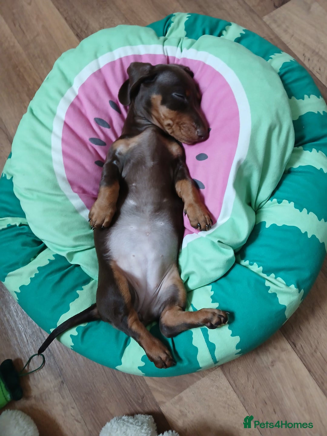 Dachshund dogs for sale: Miniature short hair daschund puppies  - Image 3