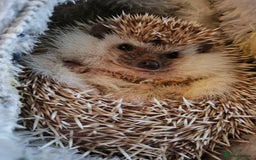 Pygmy Hedgehog rodents for sale: Pygmy hedgehog and cage - Image 1
