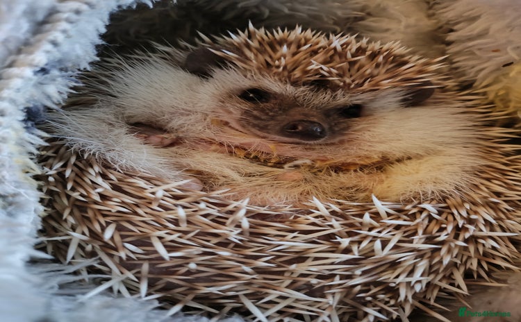 Pygmy Hedgehog rodents - Advert 6