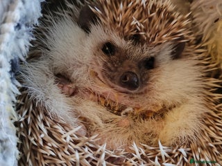 Pygmy Hedgehog rodents - Advert 12