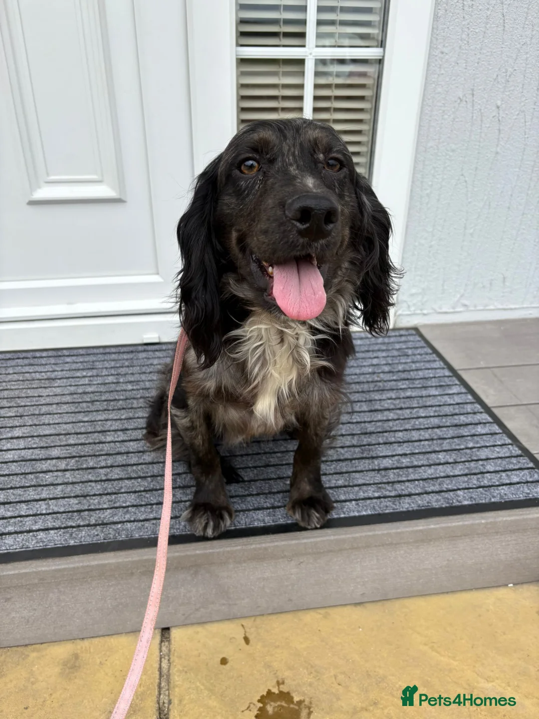 Cocker Spaniel dogs for sale: Cocker spaniel pups - Advert 31