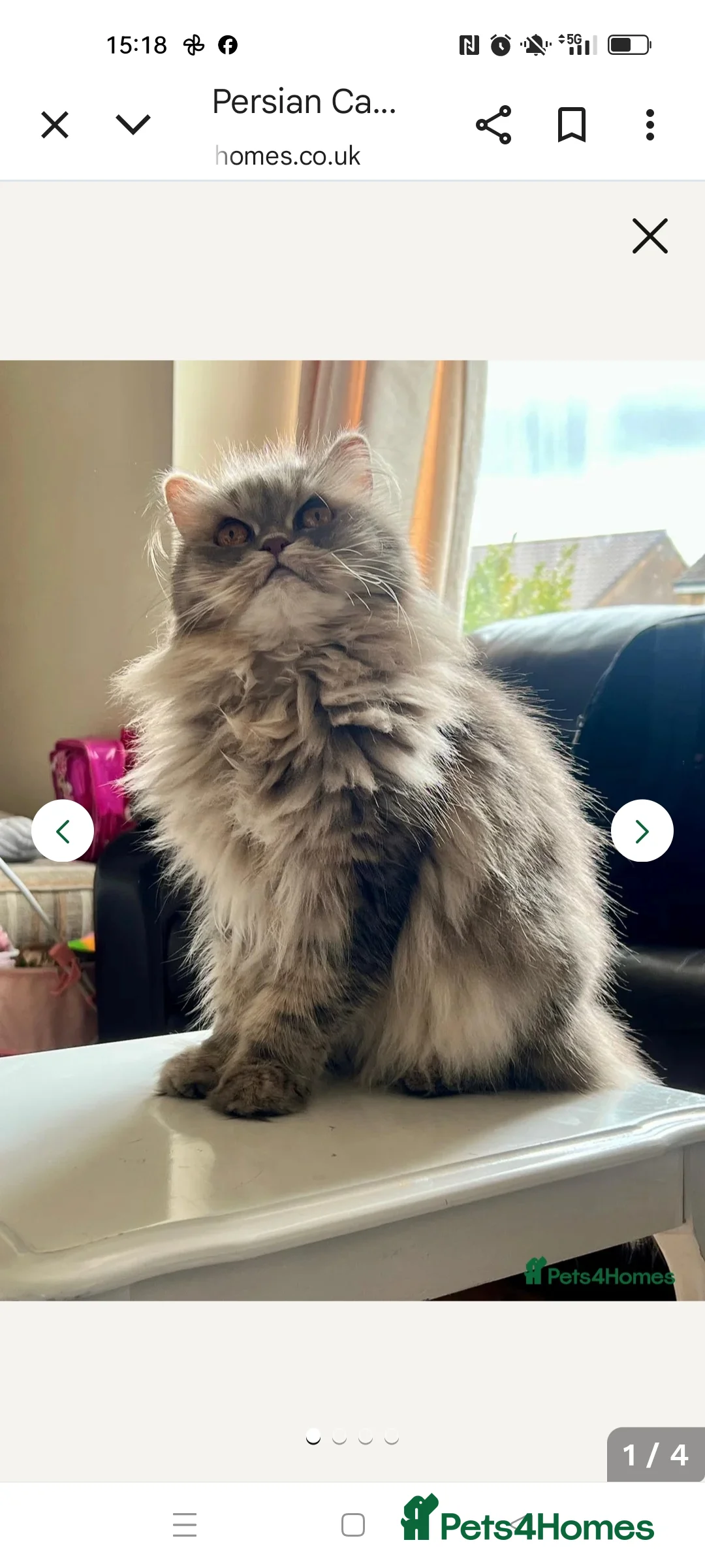 Persian cats for sale: Persian Mixed (F) & Kitten (F) - Advert 12
