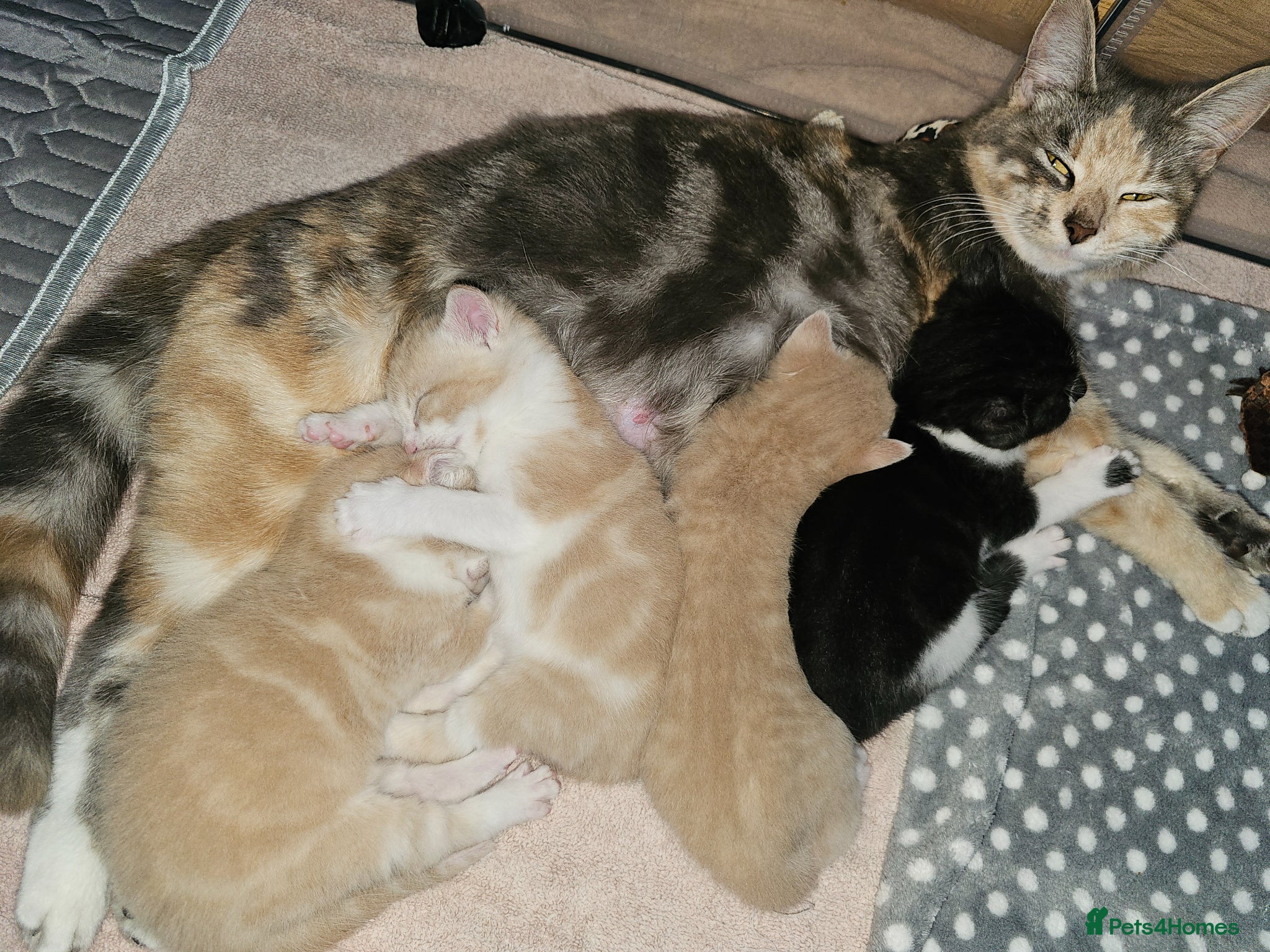 Domestic Shorthair cats Happy healthly gorgeous kittens - Advert 3