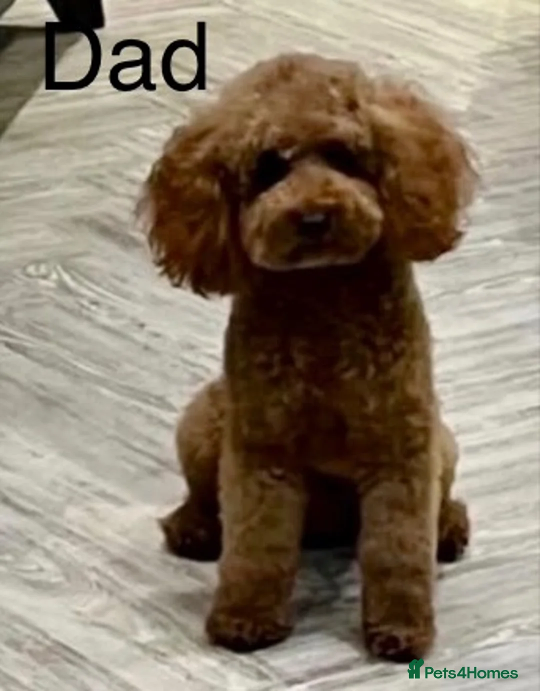 Cavapoo dogs for sale: Cavapoo F1b puppies - Advert 2