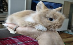 Lionhead rabbits for sale: Pure Breed Fluffy Double Mained Lionhead Boy - Image 7