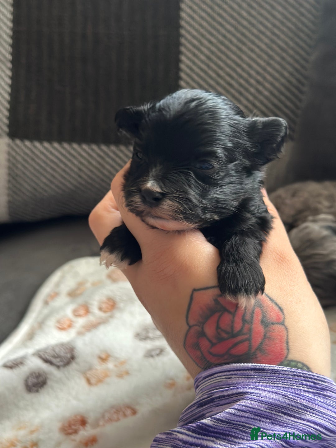 Maltipoo dogs for sale: F1 Toy Maltipoos - Image 7