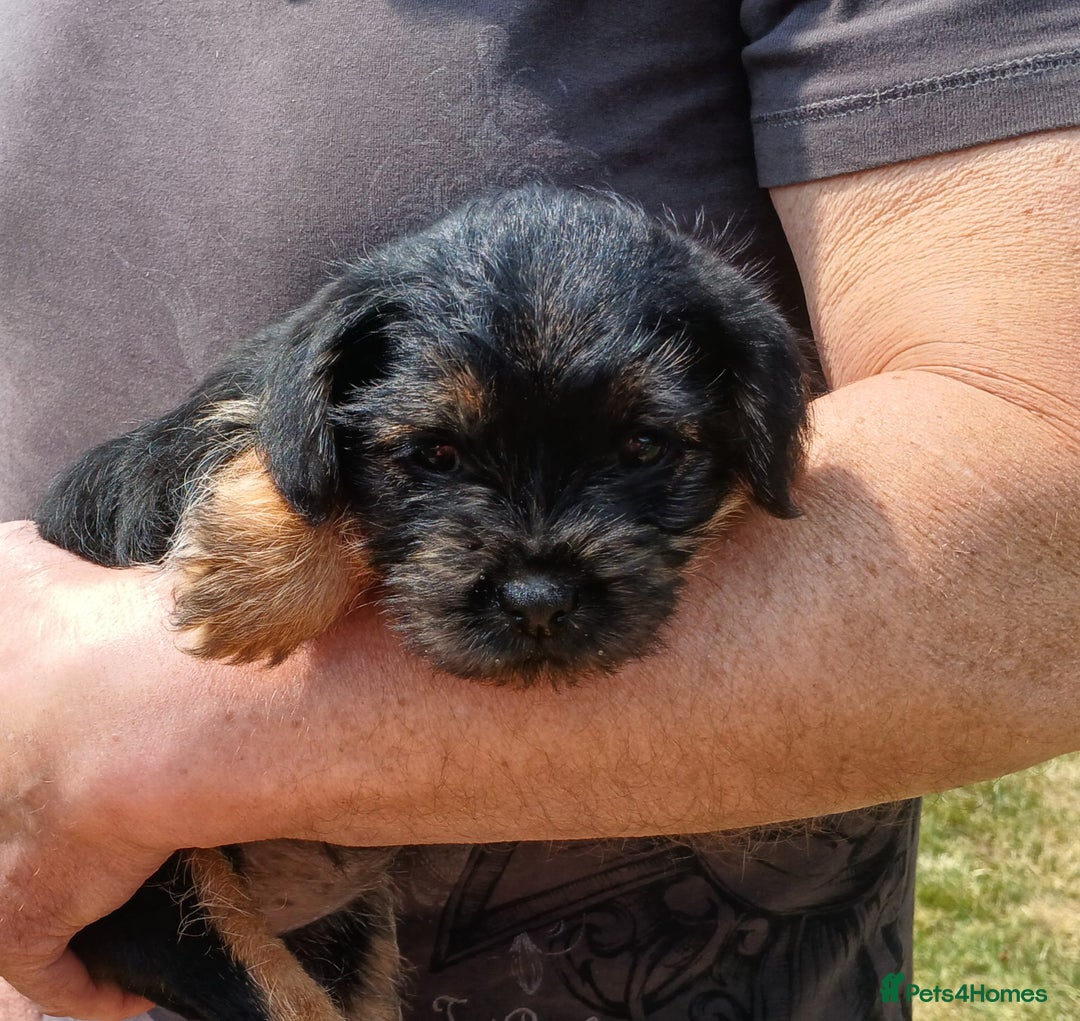 Border Terrier dogs for sale: Blue and tan slem clear kc registered  - Image 4