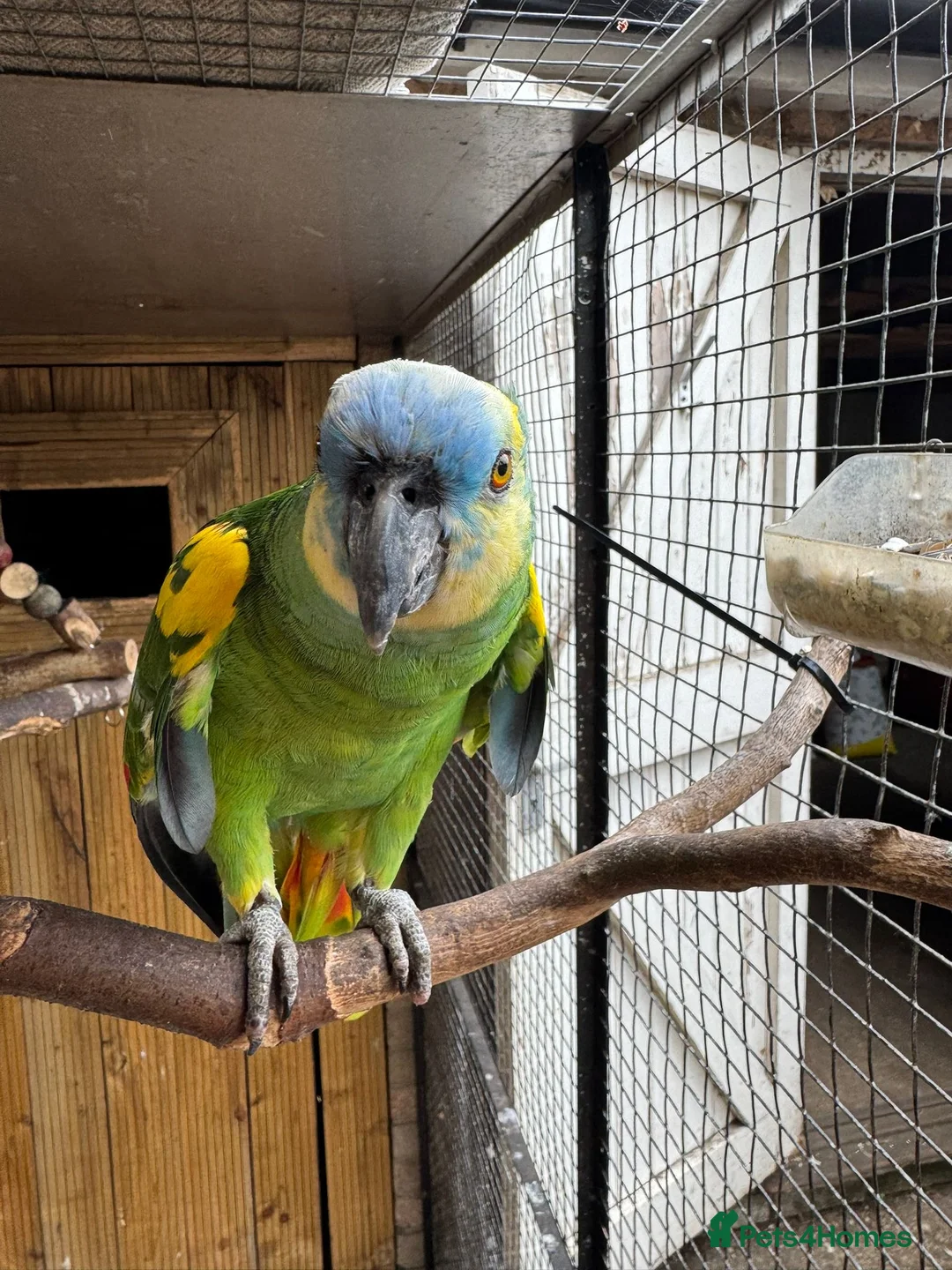Parrots birds for sale: Blue headed Amazon Parrot - Advert 1