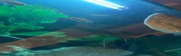 Other/Mixed Breed fish for sale: Full tank set up and fish  in Shrewsbury - Advert 2