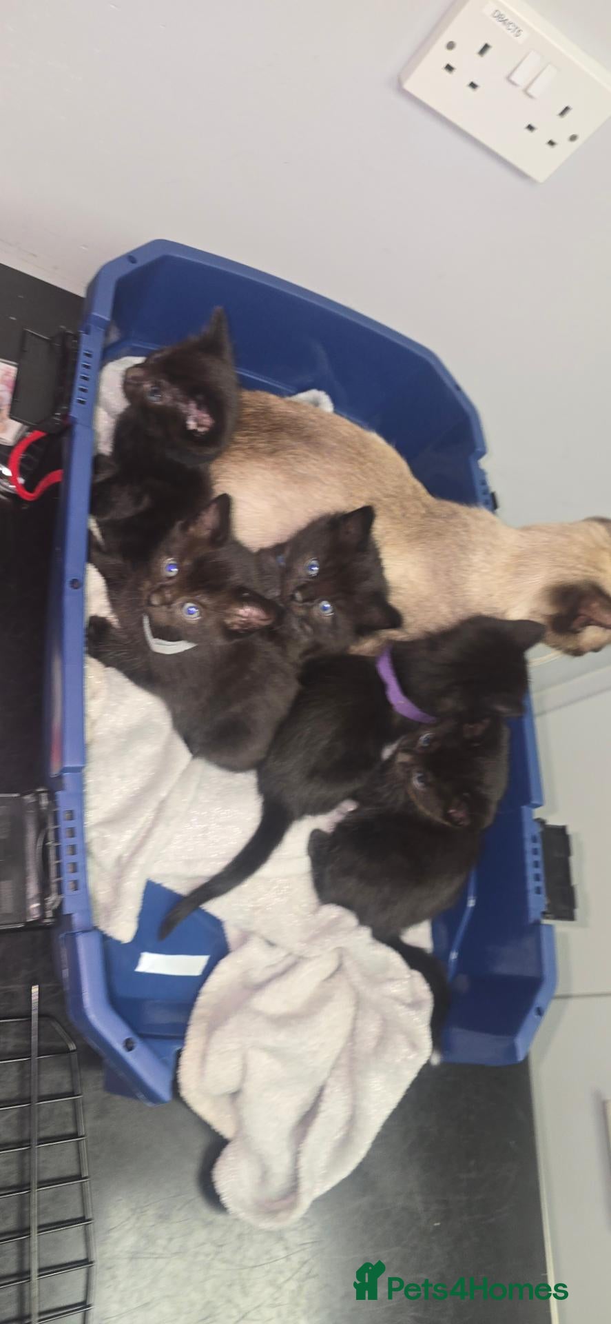Siamese cats for sale: 1 remining Siamese X British Shorthair kittens - Advert 2