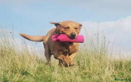Labrador Retriever dogs for sale: KC Reg Fox red labrador litter of 6 dogs 4 bitches - Image 18