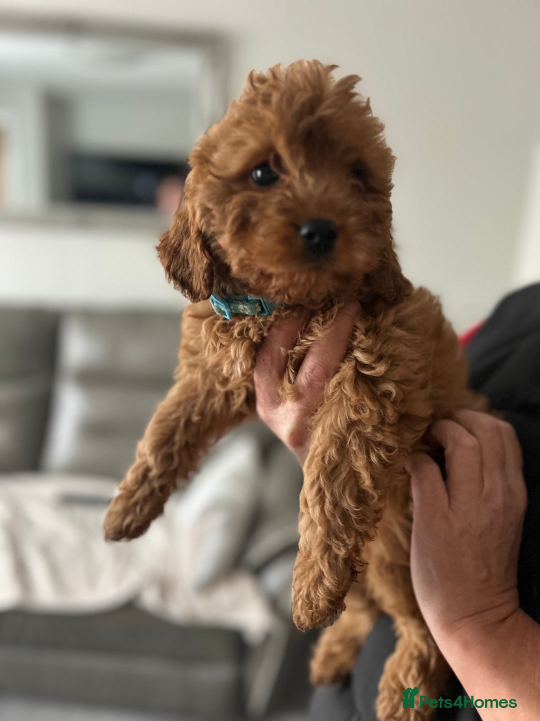 Cavapoo dogs for sale: Cavapoos  - Image 10