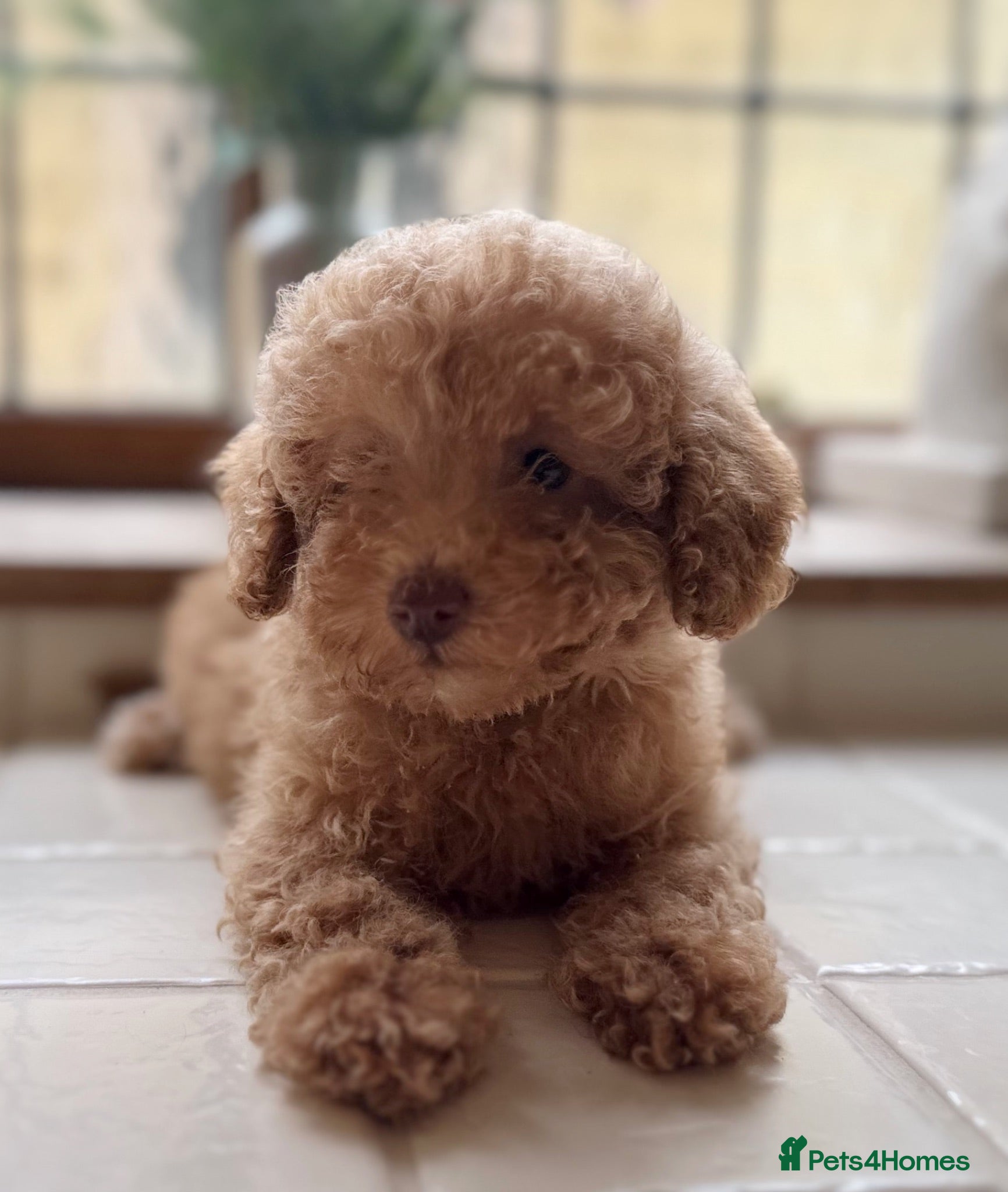 Toy Poodle dogs REDUCED Registered Toy Poodle Puppies - Advert 1