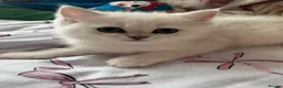 British Shorthair cats for sale: Beautiful British shorthair kitten ready to go - Advert 10