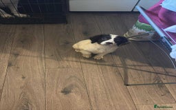 Sproodle dogs for sale: Beautiful Sproodle pups for sale  - Image 3