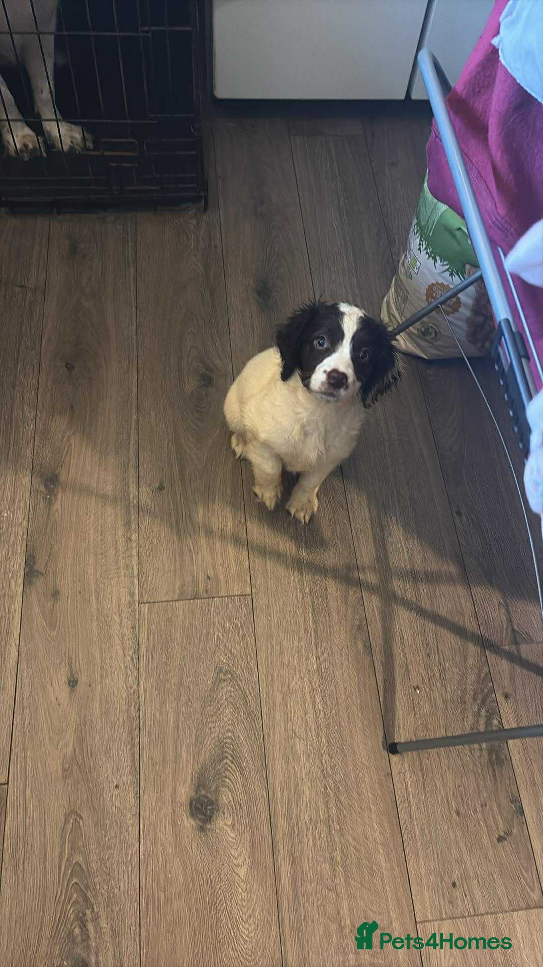 Sproodle dogs for sale: Beautiful Sproodle pups for sale  - Image 3