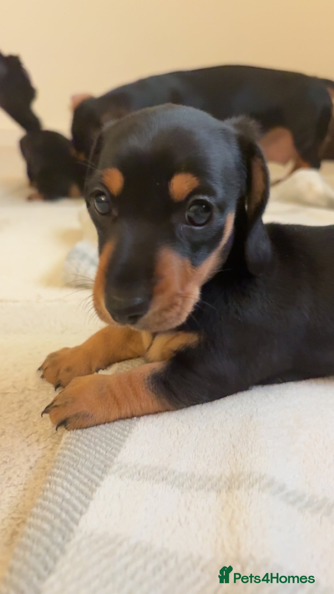 Miniature Dachshund dogs for sale: READY TO LEAVE KC Pedigree Miniature dachshunds - Advert 6