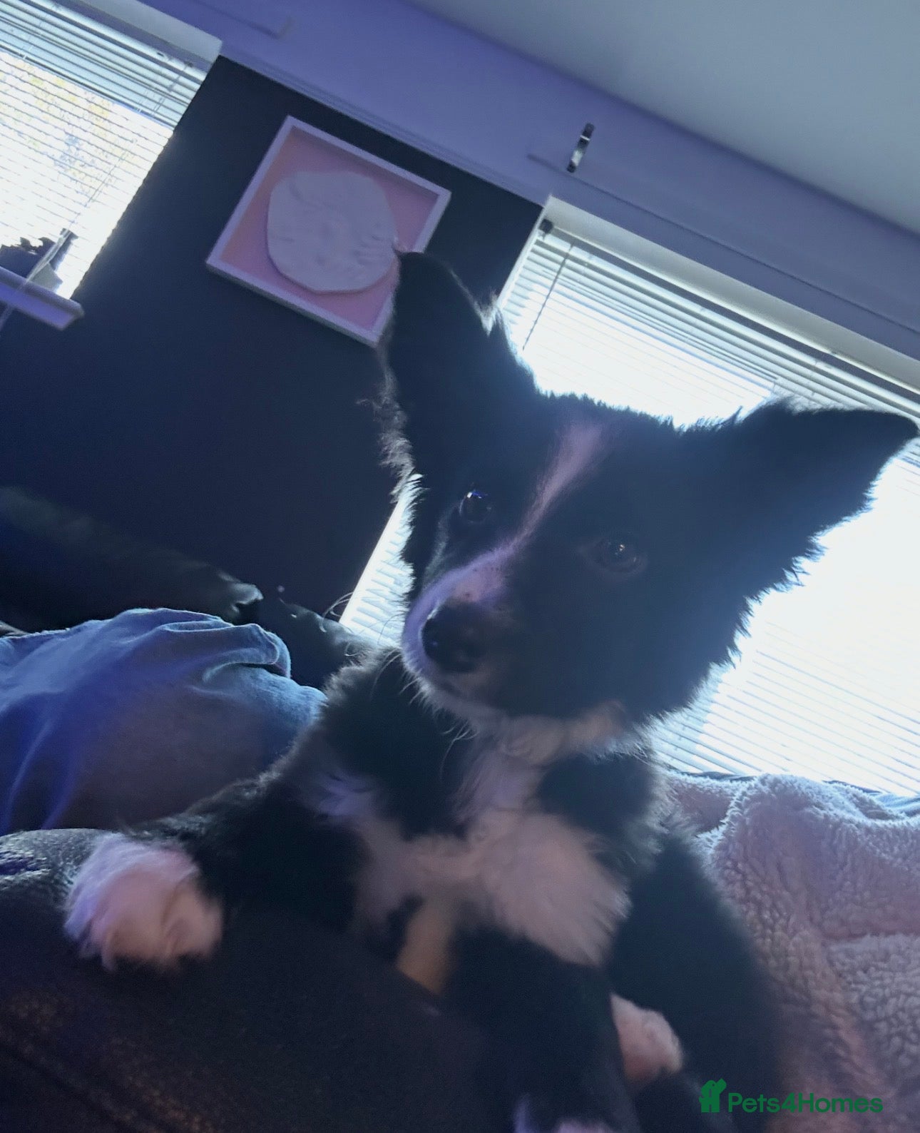 Border Collie dogs 7 month old female border collie  - Advert 1