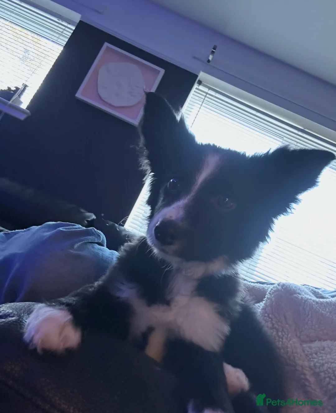 Border Collie dogs for sale: 7 month old female border collie  in Bathgate - Advert 1