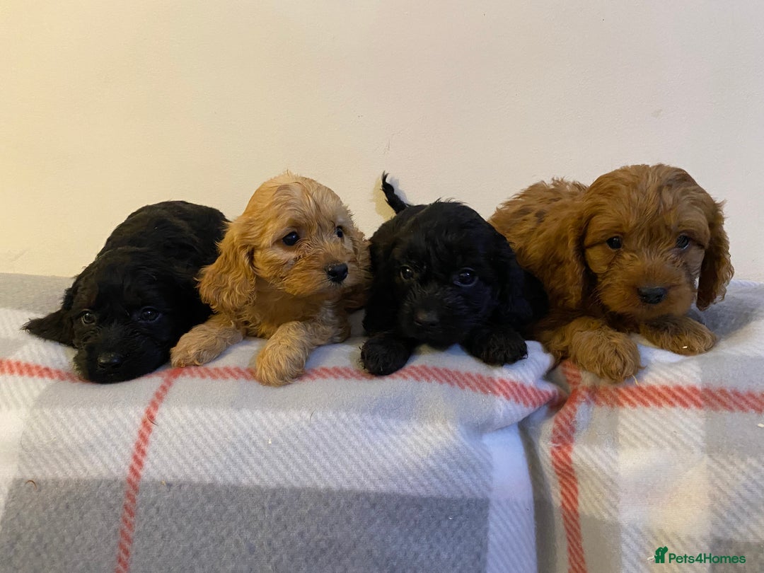 Cavapoo dogs for sale: Beautiful Cavapoo Puppies Available  - Advert 13
