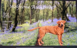 Labrador Retriever dogs for sale: FULLY HEALTH TESTED LABRADOR PUP - Image 3