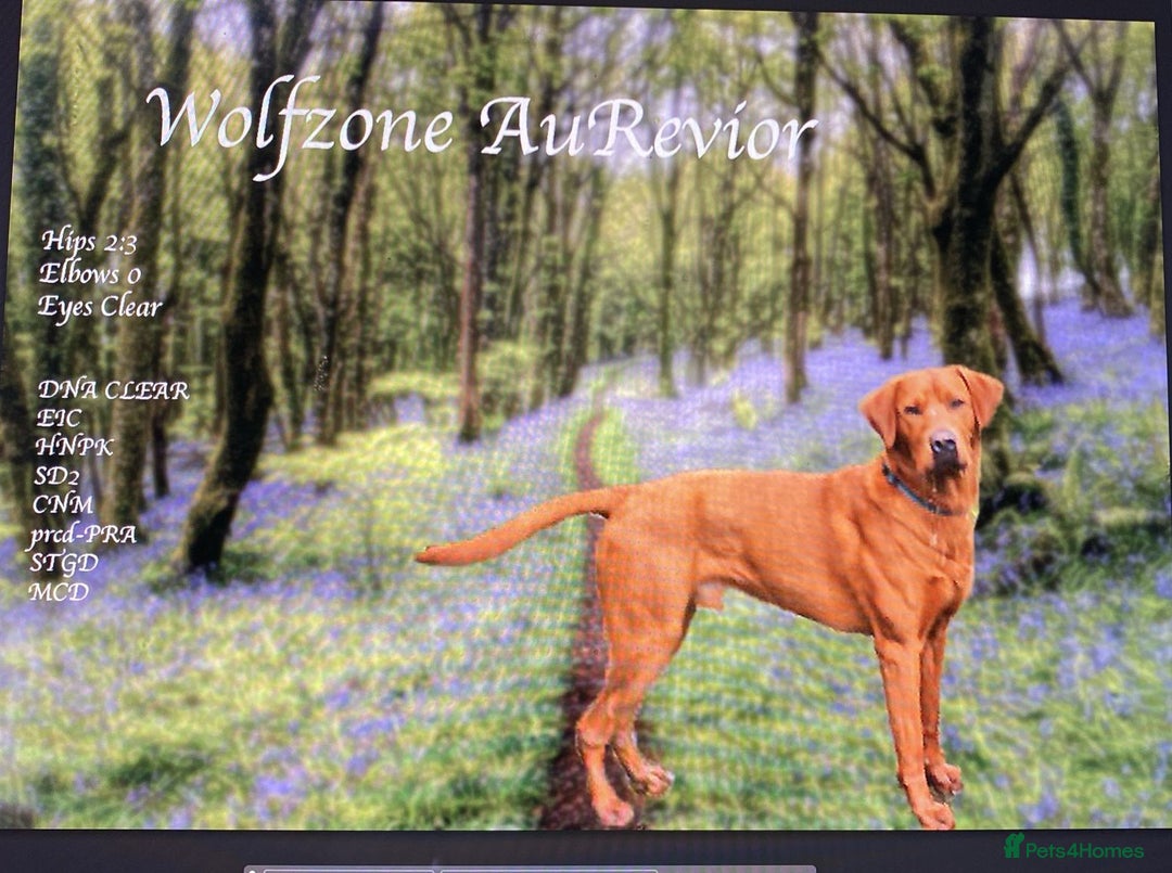 Labrador Retriever dogs for sale: FULLY HEALTH TESTED LABRADOR PUP - Image 3
