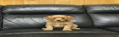 Cockapoo Puppy 4
