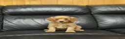 Cockapoo dogs for sale: Cockapoo puppies  in Romford - Advert 3
