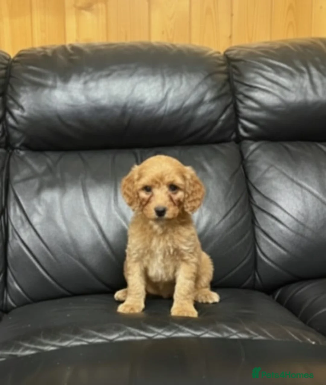 Cockapoo dogs for sale: Cockapoo puppies  in Romford - Advert 3