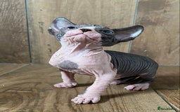 Sphynx cats for sale: Kittens sphinx Canadian girl blue eyes  - Image 4