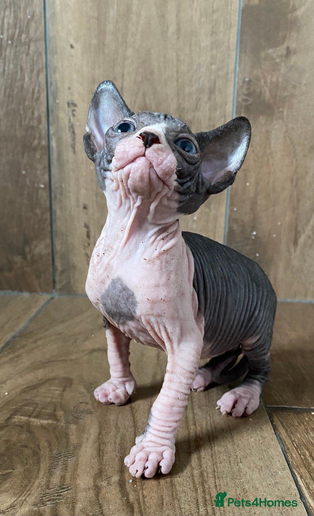 Sphynx cats for sale: Kittens sphinx Canadian girl blue eyes  - Image 4