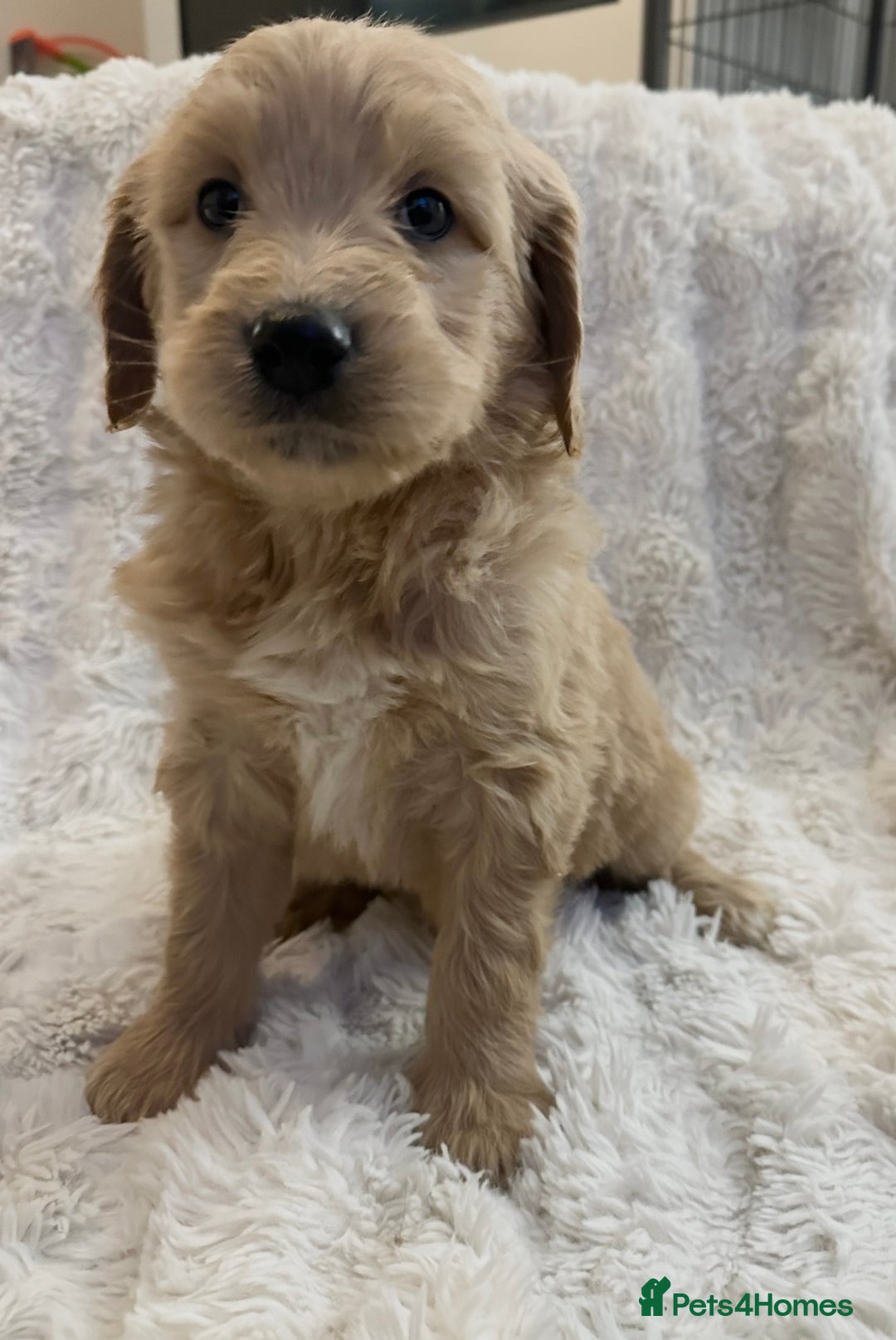 Goldendoodle dogs for sale: Beautiful golden doodles  - Advert 12