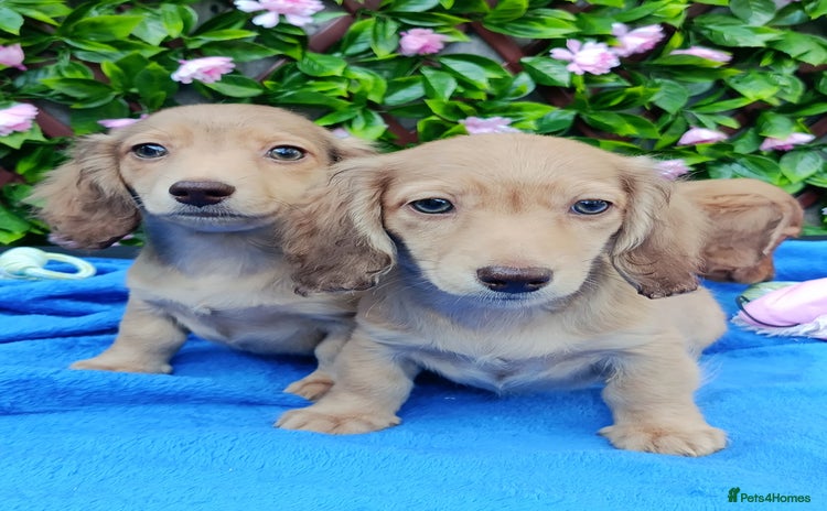 Miniature Dachshund dogs - Advert 4