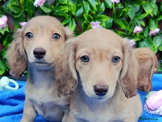 Miniature Dachshund dogs SHADED CREAM SUPER MINI DAXIS KC REG PRA CLR - Advert 5