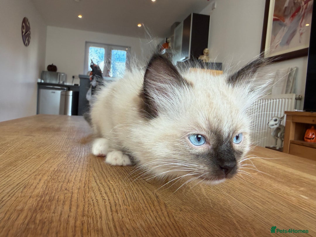 Ragdoll cats for sale: Ragdoll Kittens for Sale - Image 16