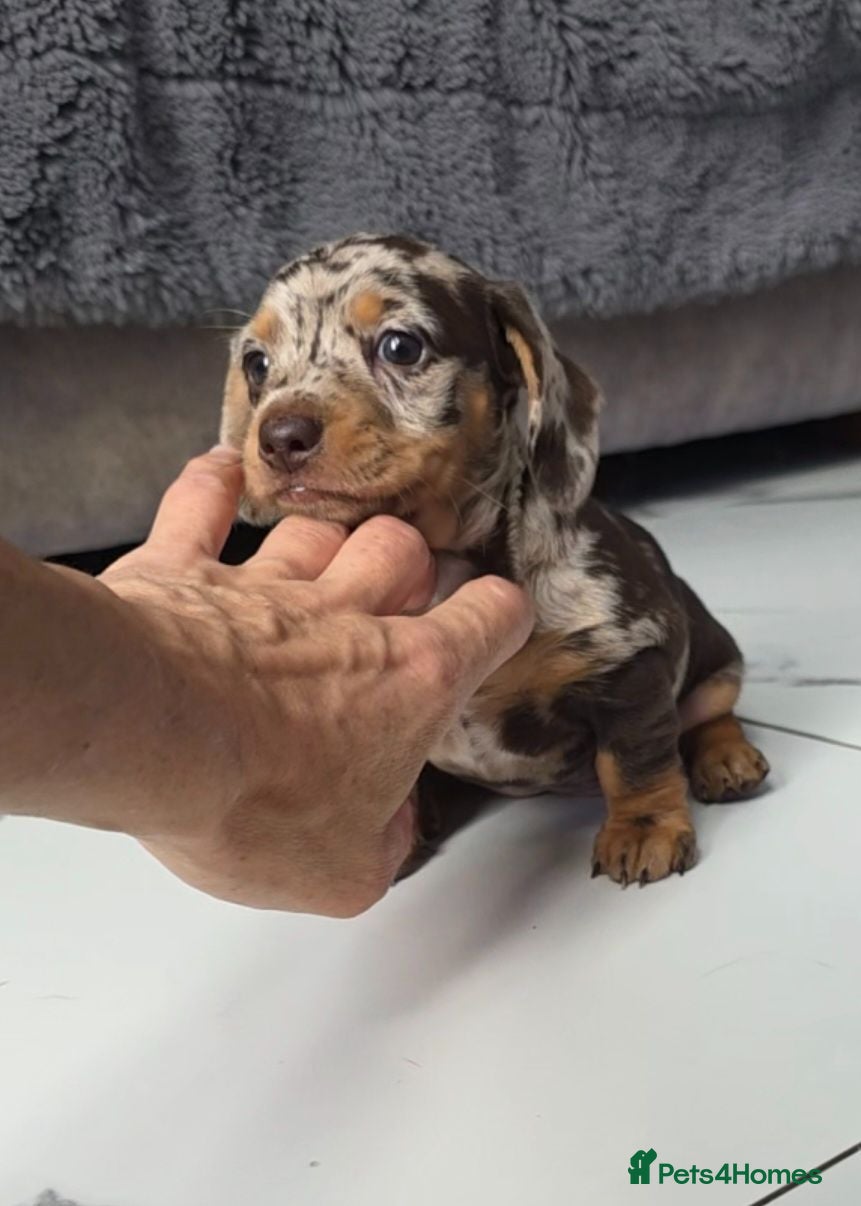 Miniature Dachshund dogs Chocolate dapple miniature Dachshund  - Advert 18