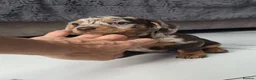 Miniature Dachshund dogs for sale: Chocolate dapple miniature Dachshund  - Advert 1