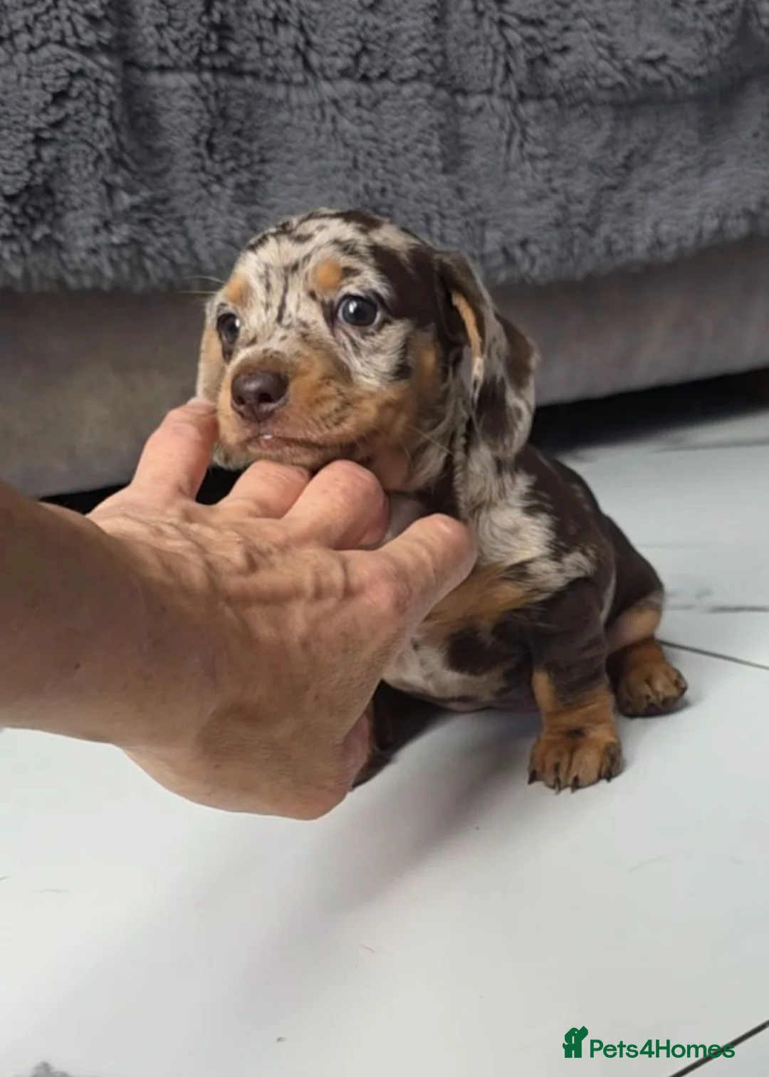 Miniature Dachshund dogs for sale: Chocolate dapple miniature Dachshund  - Advert 1