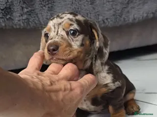 Miniature Dachshund dogs Chocolate dapple miniature Dachshund - Advert 18