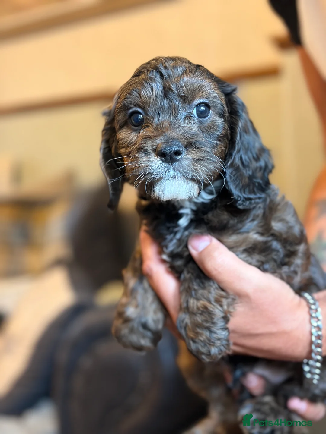 Cavapoo dogs for sale: Stunning f1 Cavapoos  - Advert 2