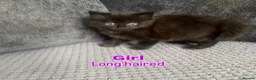 Mixed Breed cats for sale: Long haired and short haired kittens  - Advert 2