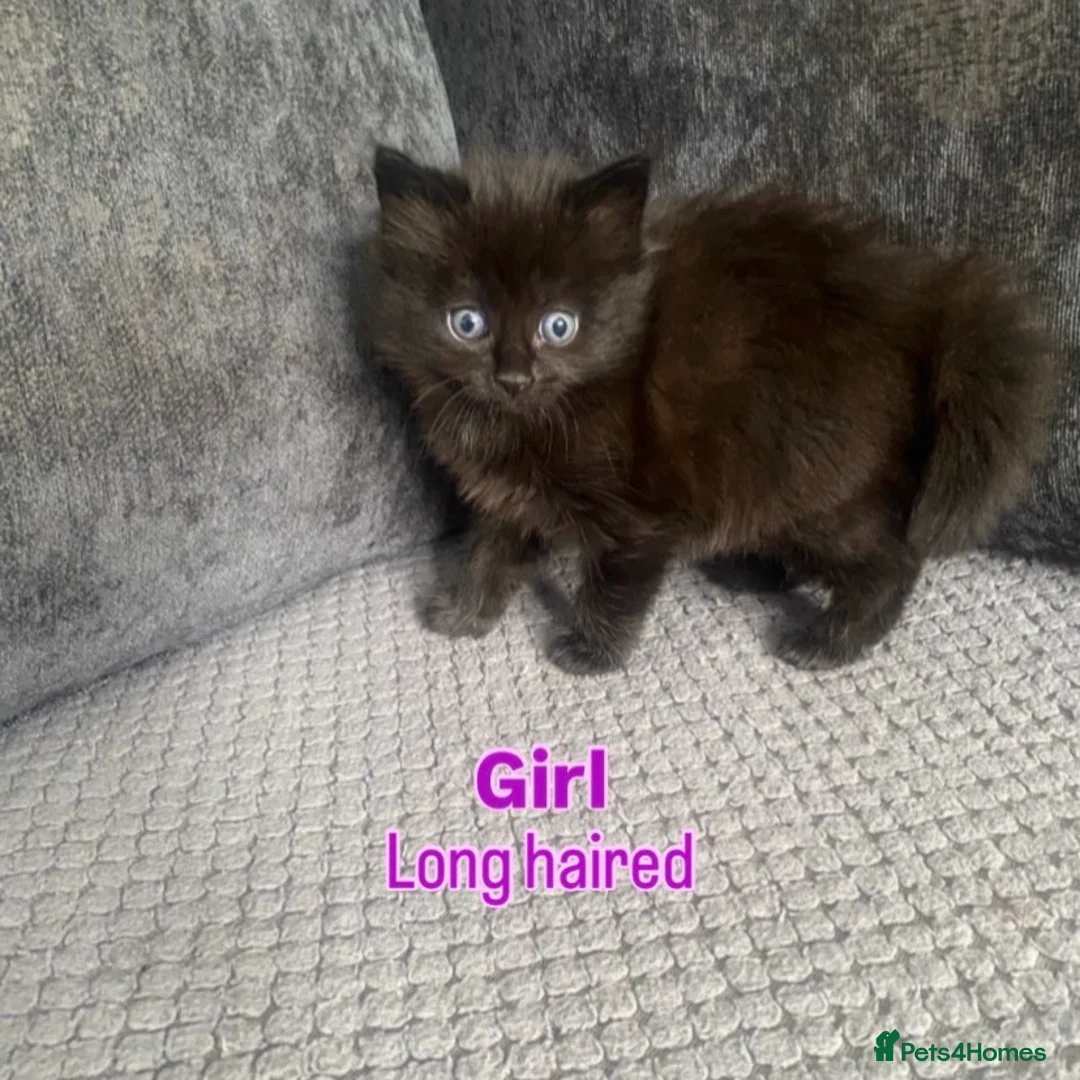 Mixed Breed cats for sale: Long haired and short haired kittens  - Advert 2