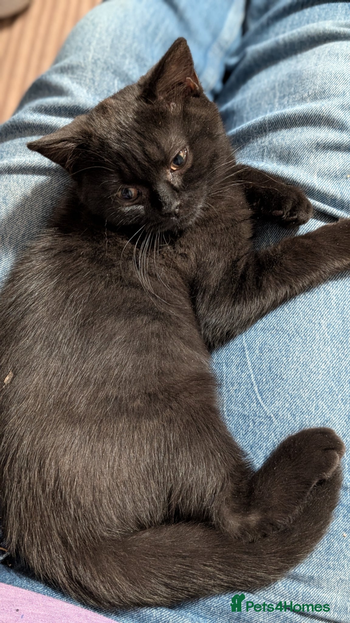 British Shorthair cats Beautiful British Shorthair kittens - parents GCCF - Advert 2