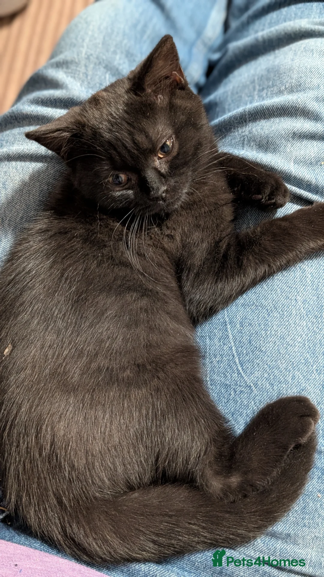 British Shorthair cats for sale: Beautiful British Shorthair kittens - parents GCCF - Advert 1