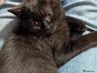 British Shorthair cats for sale: Beautiful British Shorthair kittens - parents GCCF - Advert 2