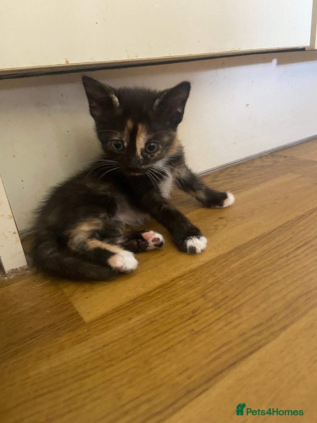 Bengal cats for sale: 7 adorable bengal/tort kitties available now!  - Image 8